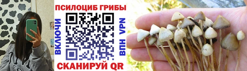 Галлюциногенные грибы Psilocybe Кингисепп